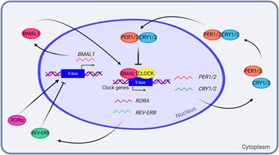 Mitochondrial autophagy in the sleeping brain